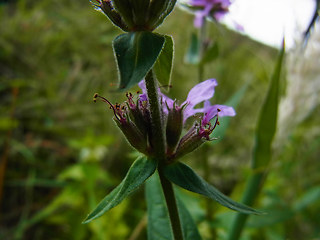 Lythrum salicaria