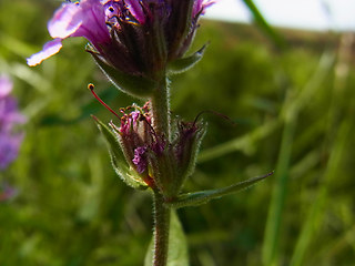 Lythrum salicaria