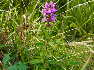 Lythrum salicaria