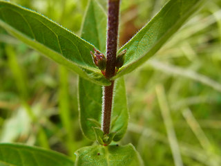 Lythrum salicaria