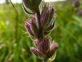 Lythrum salicaria