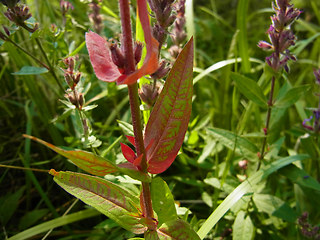 Lythrum salicaria