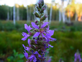 Lythrum salicaria