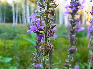 Lythrum salicaria