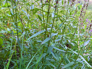 Lythrum salicaria