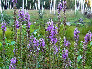 Lythrum salicaria