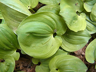 Maianthemum bifolium