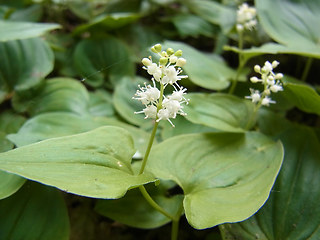 Maianthemum bifolium