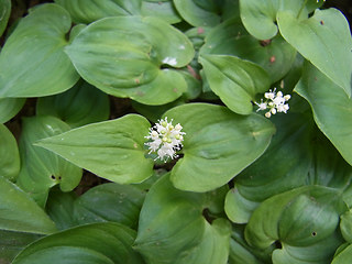 Maianthemum bifolium