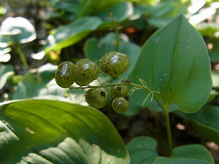 Maianthemum bifolium