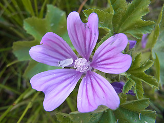 Malva neglecta