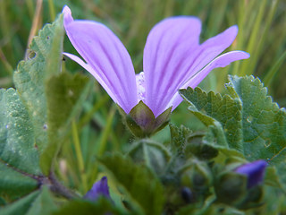 Malva neglecta