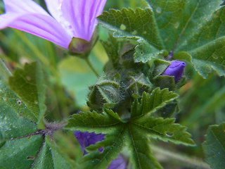 Malva neglecta