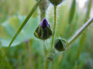 Malva neglecta