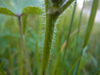 Malva neglecta