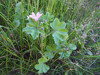 Malva neglecta