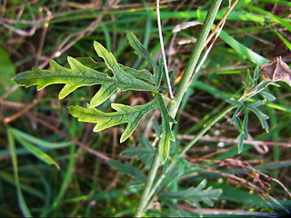 Malva sylvestris