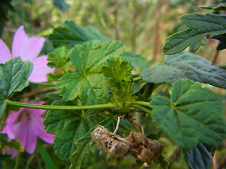 Malva sylvestris