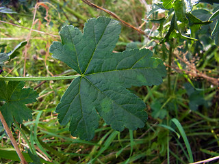 Malva sylvestris