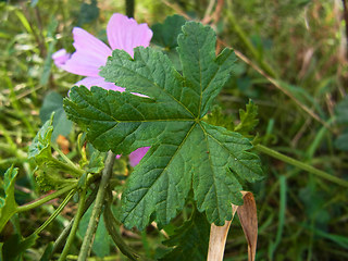 Malva sylvestris