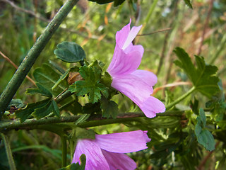 Malva sylvestris