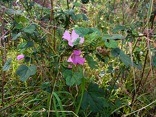 Malva sylvestris