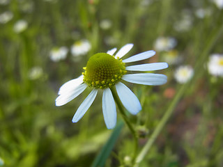 Matricaria chamomilla