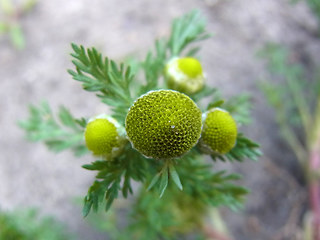 Matricaria discoidea