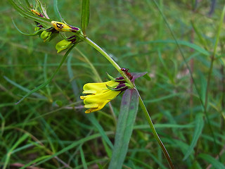 Melampyrum pratense ssp. pratense