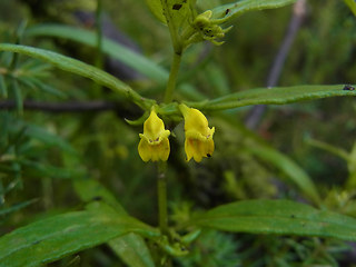 Melampyrum sylvaticum