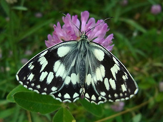 Melanargia galathea