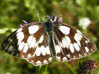 Melanargia galathea