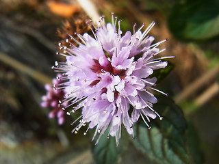 Mentha aquatica