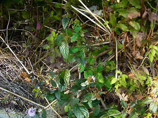 Mentha aquatica