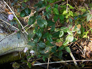 Mentha aquatica