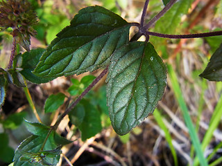 Mentha aquatica