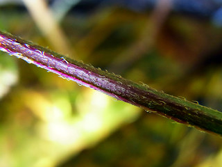 Mentha aquatica