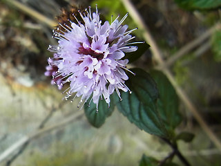 Mentha aquatica