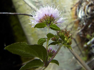 Mentha aquatica