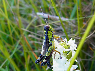 Miramella alpina