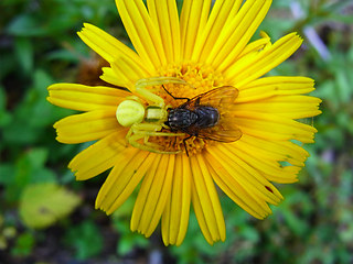 Misumena vatia