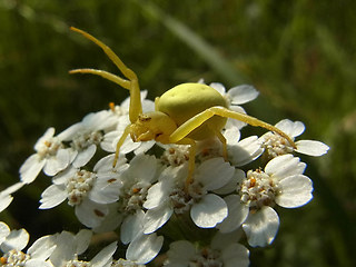 Misumena vatia