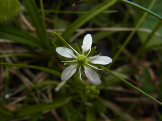 Moehringia ciliata