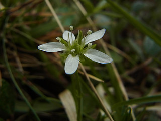 Moehringia ciliata