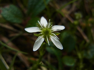 Moehringia ciliata