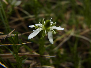 Moehringia ciliata