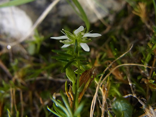 Moehringia ciliata