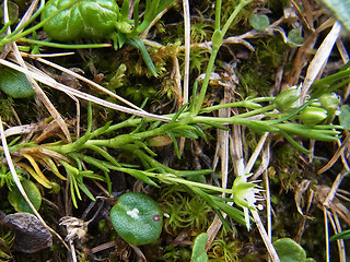 Moehringia ciliata