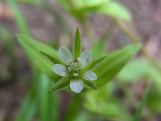 Moehringia trinervia