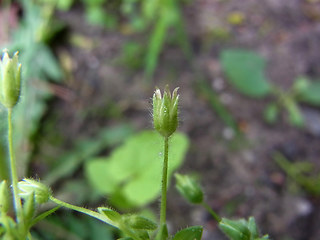 Moehringia trinervia